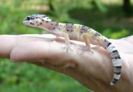 Hüllő és kisállat kiállítás